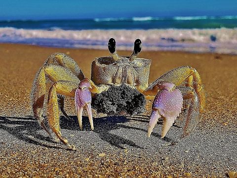 Atlantic Ghost Crab This is a picture of an Atlantic Ghost Crab on Hutchinson Island in Saint Lucie County, Florida. Atlantic Ghost Crab,Atlantic ghost crab,Florida,Geotagged,Hutchinson Island,Ocypode quadrata,Saint Lucie County,United States,Winter