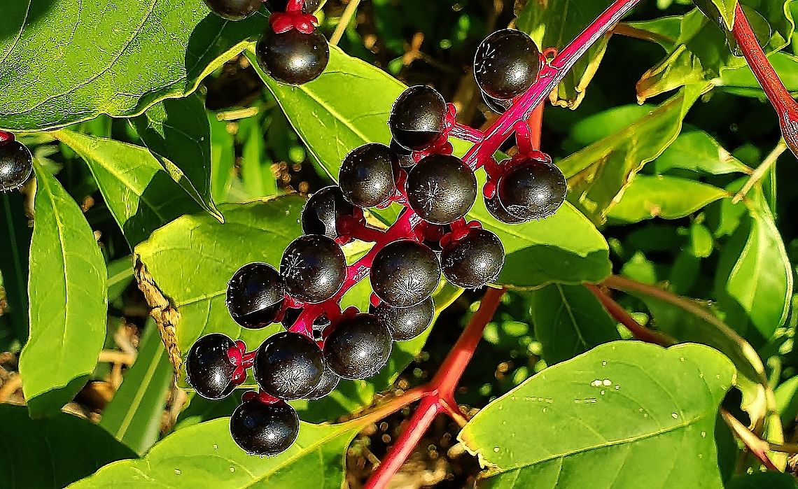American Pokeweed This is a picture of American Pokeweed on Hutchinson Island in Jensen Beach, Florida.  American Pokeweed,Geotagged,Phytolacca americana,United States,Winter
