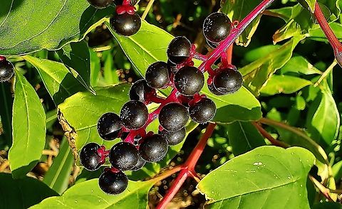 American Pokeweed This is a picture of American Pokeweed on Hutchinson Island in Jensen Beach, Florida.  American Pokeweed,Geotagged,Phytolacca americana,United States,Winter
