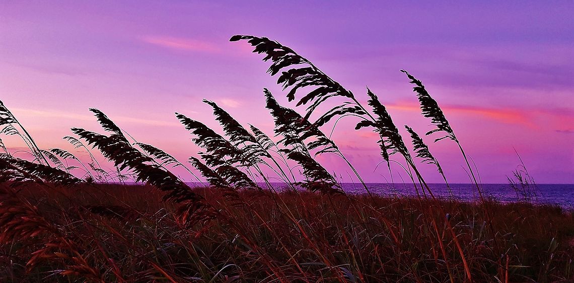 Sea Oats This is a picture of Sea Oats on Hutchinson Island in Saint Lucie County, Florida. Florida,Geotagged,Hutchinson Island,Sea Oats,Sea oats,Summer,Uniola paniculata,United States