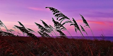 Sea Oats This is a picture of Sea Oats on Hutchinson Island in Saint Lucie County, Florida. Florida,Geotagged,Hutchinson Island,Sea Oats,Sea oats,Summer,Uniola paniculata,United States