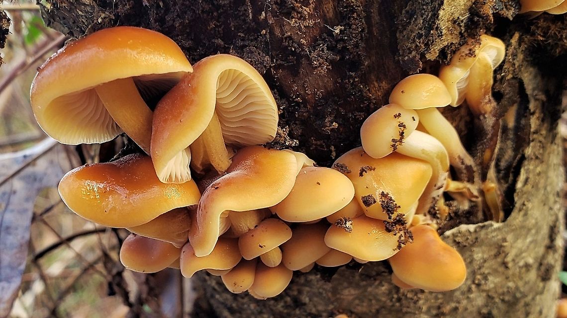 Velvet Shank At Sawmill Creek This is a picture of Velvet Shank Mushrooms at Sawmill Creek Park in Glen Burnie, Maryland. Anne Arundel County,Enokitake,Fall,Flammulina velutipes,Geotagged,Glen Burnie,Maryland,Sawmill Creek Park,United States