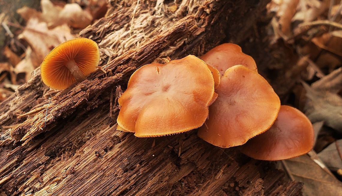Deadly Galerina At South Tract This is a picture of Deadly Galerina mushrooms on the South Tract of the Patuxent Research Refuge near Laurel, Maryland. Deadly Galerina,Funeral Bell,Galerina marginata,Geotagged,Maryland,Patuxent Research Refuge,Prince George's County,United States,Winter