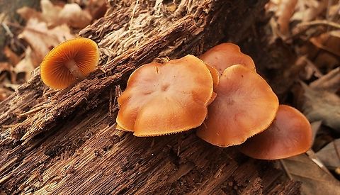 Deadly Galerina At South Tract This is a picture of Deadly Galerina mushrooms on the South Tract of the Patuxent Research Refuge near Laurel, Maryland. Deadly Galerina,Funeral Bell,Galerina marginata,Geotagged,Maryland,Patuxent Research Refuge,Prince George's County,United States,Winter