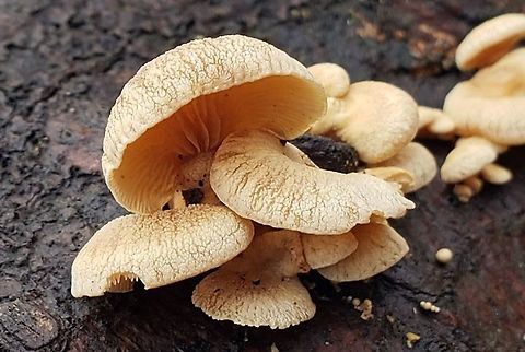 Bitter Oyster At North Tract This is a picture of Bitter Oyster along the Little Patuxent River Trail on the North Tract of the Patuxent Research Refuge near Fort Meade, Maryland. Anne Arundel County,Bitter oyster,Geotagged,Maryland,Panellus stipticus,Patuxent Research Refuge,United States,Winter