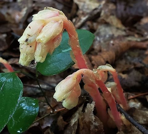 Pinesap This is a picture of Pinesap on the North Tract of the Patuxent Research Refuge near Fort Meade, Maryland. Anne Arundel County,Geotagged,Maryland,Monotropa hypopitys,Patuxent Research Refuge,Summer,United States