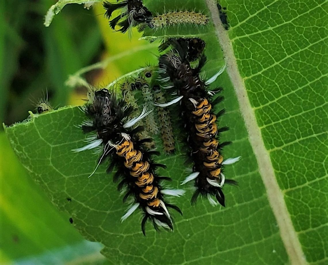 Milkweed Tussock Moths This is a picture of Milkweed Tussock Moth caterpillars on the South Tract of the Patuxent Research Refuge near Laurel, Maryland. Euchaetes egle,Geotagged,Maryland,Milkweed Tussock Moth,Patuxent Research Refuge,Prince George's County,Summer,United States