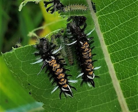 Milkweed Tussock Moths This is a picture of Milkweed Tussock Moth caterpillars on the South Tract of the Patuxent Research Refuge near Laurel, Maryland. Euchaetes egle,Geotagged,Maryland,Milkweed Tussock Moth,Patuxent Research Refuge,Prince George's County,Summer,United States