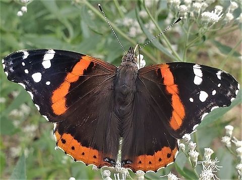 Red Admiral At North Tract This is a picture of a Red Admiral on the North Tract of the Patuxent Research Refuge near Fort Meade, Maryland. Anne Arundel County,Geotagged,Maryland,Patuxent Research Refuge,Red Admiral,Summer,United States,Vanessa atalanta