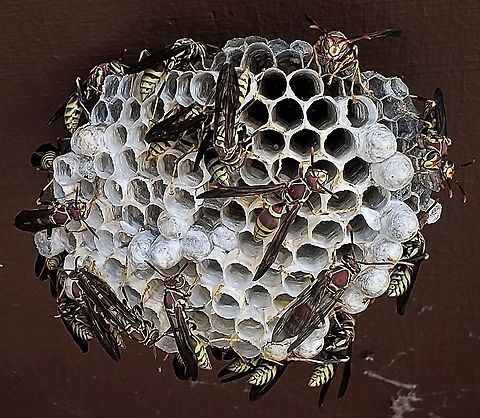 Guinea Paper Wasps At North Tract This is a picture of Guinea Paper Wasps on the North Tract of the Patuxent Research Refuge near Fort Meade, Maryland. Anne Arundel County,Geotagged,Guinea Paper Wasp,Maryland,Patuxent Research Refuge,Polistes exclamans,Summer,United States