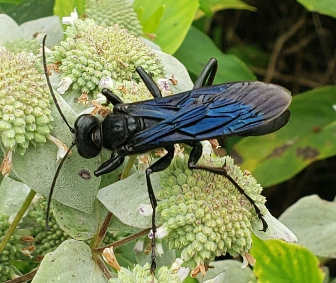Great Black Wasp At North Tract This is a picture of a Great Black Wasp on the North Tract of the Patuxent Research Refuge near Fort Meade, Maryland. Anne Arundel County,Geotagged,Maryland,Patuxent Research Refuge,Sphex pensylvanicus,Summer,United States