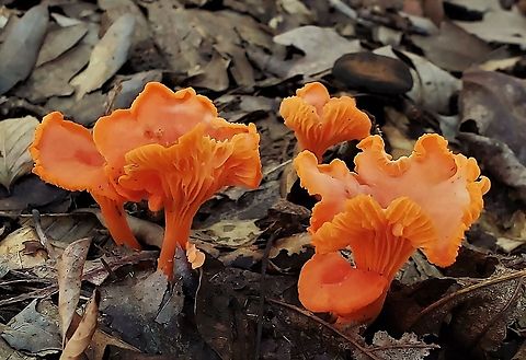 Red Chanterelles At South Tract This is a picture of some Red Chanterelles on the South Tract of the Patuxent Research Refuge near Laurel, Maryland.  Cantharellus cinnabarinus,Fall,Geotagged,Maryland,Patuxent Research Refuge,Prince George's County,Red Chanterelle,United States