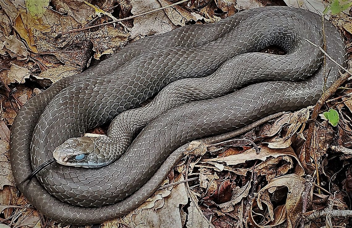 Northern Black Racer This is a picture of a Northern Black Racer at Downs Park in Pasadena, Maryland. Anne Arunde County,Coluber constrictor constrictor,Downs Park,Fall,Geotagged,Maryland,Northern Black Racer,Pasadena,United States