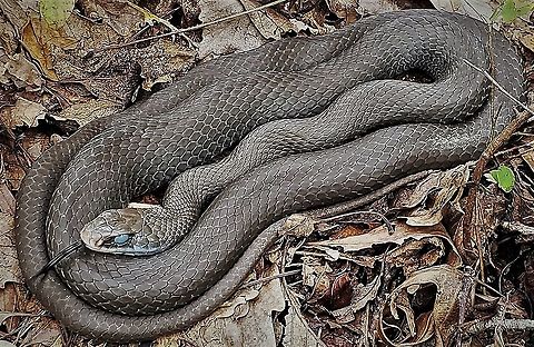 Northern Black Racer This is a picture of a Northern Black Racer at Downs Park in Pasadena, Maryland. Anne Arunde County,Coluber constrictor constrictor,Downs Park,Fall,Geotagged,Maryland,Northern Black Racer,Pasadena,United States