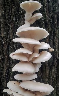 Pleurotus pulmonarius This is a picture of Pleurotus pulmonarius at Downs park in Pasadena, Maryland.  Anne Arundel County,Downs Park,Fall,Geotagged,Lung Oyster,Maryland,Pasadena,Pleurotus pulmonarius,United States