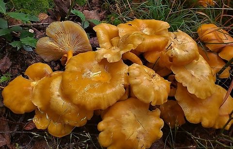 Jack-o'lantern Mushroom at Downs Park This is a picture of Omphalotus illudens at Downs Park in Pasadena, Maryland.  Downs Park,Geotagged,Jack O' Lantern Mushroom,Maryland,Omphalotus illudens,Pasadena,Summer,United States