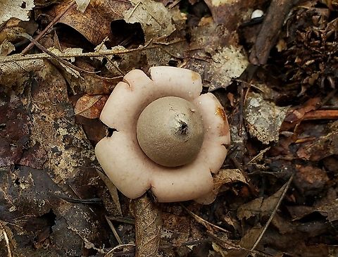 Rounded Earthstar At Downs Park This is a picture of Geastrum saccatum at Downs Park in Pasadena, Maryland. Anne Arundel County,Downs Park,Fall,Geastrum saccatum,Geotagged,Maryland,Pasadena,Rounded earthstar,United States
