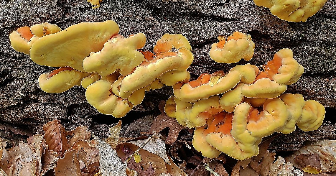 Sulphur Shelf At The Hilton Area This is a picture of Sulphur Shelf at the Hilton Area of Patapsco Valley State Park in Baltimore County, Maryland. Baltimore County,Chicken Of The Woods,Geotagged,Laetiporus sulphureus,Maryland,Patapsco Valley State Park,Spring,Sulphur Shelf,United States