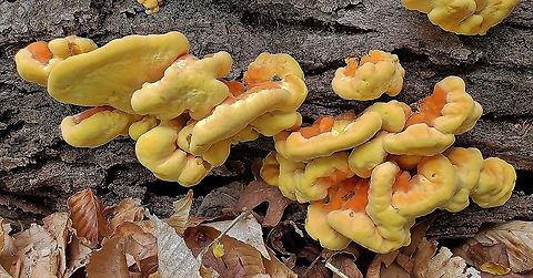 Sulphur Shelf At The Hilton Area This is a picture of Sulphur Shelf at the Hilton Area of Patapsco Valley State Park in Baltimore County, Maryland. Baltimore County,Chicken Of The Woods,Geotagged,Laetiporus sulphureus,Maryland,Patapsco Valley State Park,Spring,Sulphur Shelf,United States