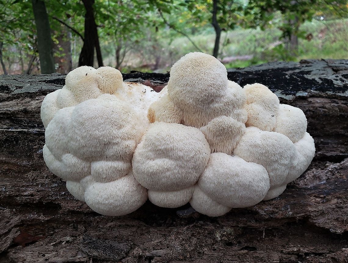Lion's Mane Mushroom At The Hilton Area This is a picture of a Lion&#039;s Mane Mushroom at the Hilton Area of Patapsco Valley State Park in Baltimore County, Maryland.  Baltimore County,Fall,Geotagged,Hericium erinaceus,Lion's Mane Mushroom,Maryland,Patapsco Valley State Park,United States