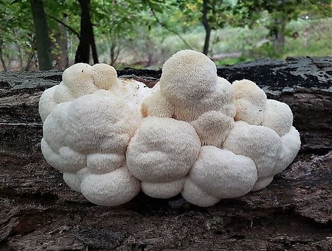 Lion's-mane Mushroom