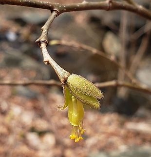 Eastern Leatherwood At The Hilton Area This is a picture of Dirca palustris at the Hilton Area of Patapsco Valley State Park in Baltimore County, Maryland.  Baltimore County,Catonsville,Dirca palustris,Eastern leatherwood,Geotagged,Maryland,Patapsco Valley State Park,United States,Winter
