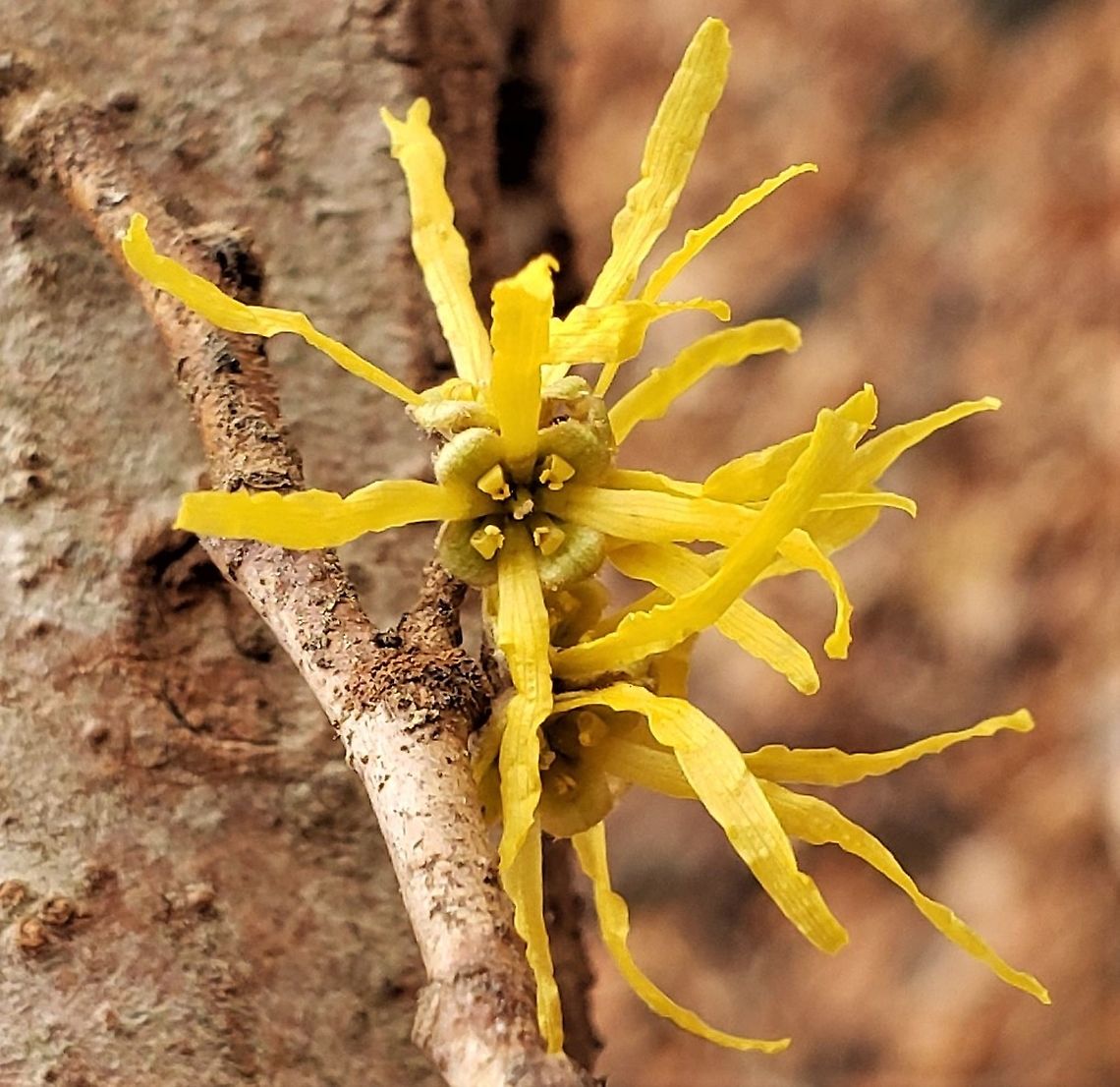 American Witch Hazel This is a picture of American Witch Hazel at Patapsco Valley State Park in Baltimore County, Maryland. American witch-hazel,Baltimore County,Catonsville,Fall,Geotagged,Hamamelis virginiana,Maryland,Patapsco Valley State Park,United States
