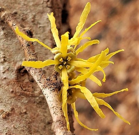 American Witch Hazel This is a picture of American Witch Hazel at Patapsco Valley State Park in Baltimore County, Maryland. American witch-hazel,Baltimore County,Catonsville,Fall,Geotagged,Hamamelis virginiana,Maryland,Patapsco Valley State Park,United States