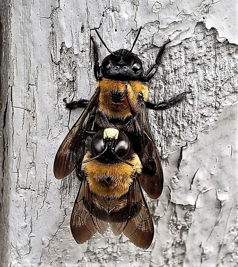 Eastern Carpenter Bees At The Howard County Conservancy This is a picture of a pair of Eastern Carpenter Bees at the Howard County Conservancy in Woodstock, Maryland.  Eastern Carpenter Bee,Geotagged,Howard County,Howard County Conservancy,Maryland,Spring,United States,Woodstock,Xylocopa virginica