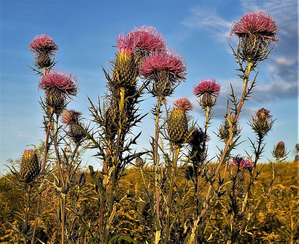 Field Thistle At The Howard County Conservancy This is a picture of Field Thistles at the Howard County Conservancy in Woodstock, Maryland. Cirsium discolor,Field Thistle,Geotagged,Howard County,Howard County Conservancy,Maryland. Woodstock,Summer,United States
