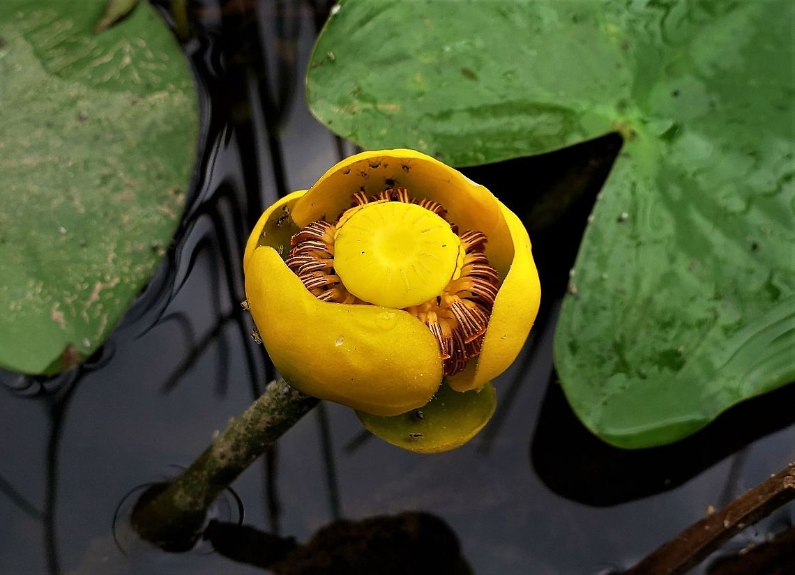 Spatterdock Flower At South Tract This is a picture of a Spatterdock Flower on the South Tract of the Patuxent Research Refuge near Laurel, Maryland.  Geotagged,Maryland,Nuphar advena,Patuxent Research Refuge,Prince George's County,Spatterdock,Summer,United States
