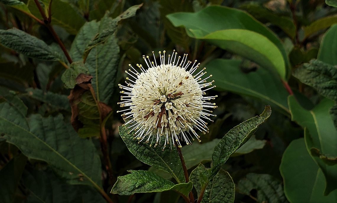 Buttonbush At South Tract This is a picture of Buttonbush at Cash Lake on the South Tract of the Patuxent Research Refuge near Laurel, Maryland. Buttonbush,Cephalanthus occidentalis,Geotagged,Maryland,Patuxent Research Refuge,Prince George's County,Summer,United States