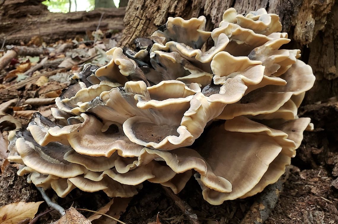 Black-Staining Polypore At South Tract This is a picture of Meripilus sumstinei on the South Tract of the Patuxent Research Refuge near Laurel, Maryland.<br />
 Black-staining Polypore,Geotagged,Maryland,Meripilus sumstinei,Patuxent Research Refuge,Prince George's County,Summer,United States