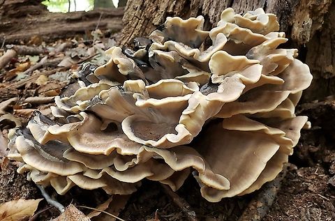 Black-Staining Polypore At South Tract This is a picture of Meripilus sumstinei on the South Tract of the Patuxent Research Refuge near Laurel, Maryland.
 Black-staining Polypore,Geotagged,Maryland,Meripilus sumstinei,Patuxent Research Refuge,Prince George's County,Summer,United States