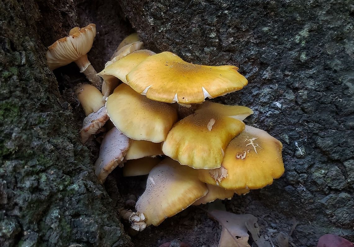 Honey Mushrooms At South Tract This is a picture of Armillaria mellea on the South Tract of the Patuxent Research Refuge near Laurel, Maryland. Armillaria mellea,Fall,Geotagged,Honey fungus,Maryland,Patuxent Research Refuge,Prince George's County,United States