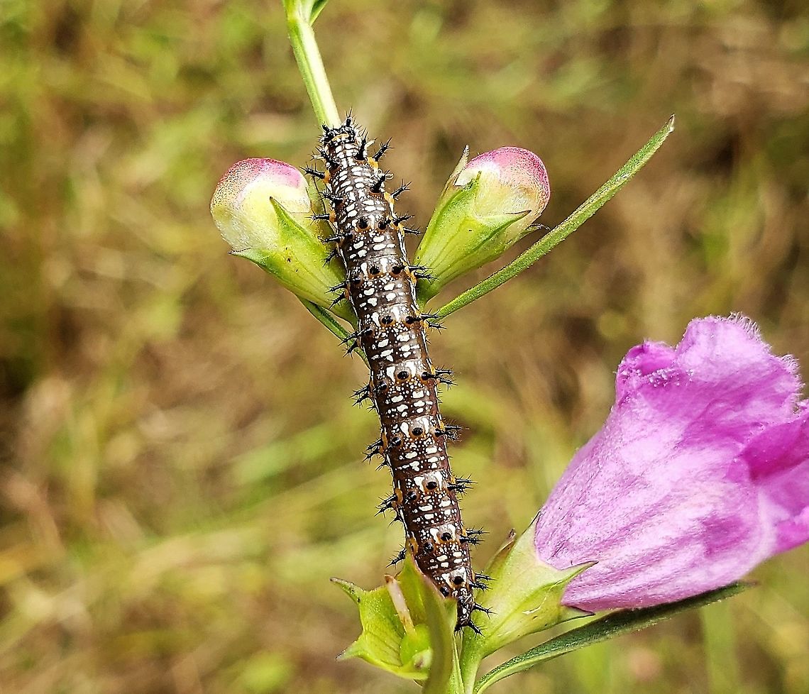 Common Buckeye Caterpiller At Patuxent This is a picture of a Common Buckeye Caterpillar on the Central Tract of Patuxent Research Refuge near Laurel, Maryland. Common Buckeye,Geotagged,Junonia coenia,Maryland,Patuxent Research Refuge,Prince George's County,Summer,United States