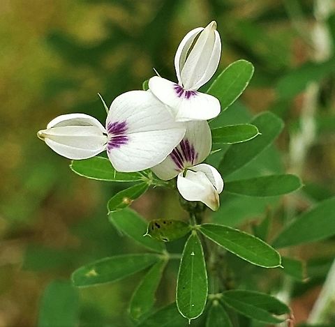 Chinese Bushclover