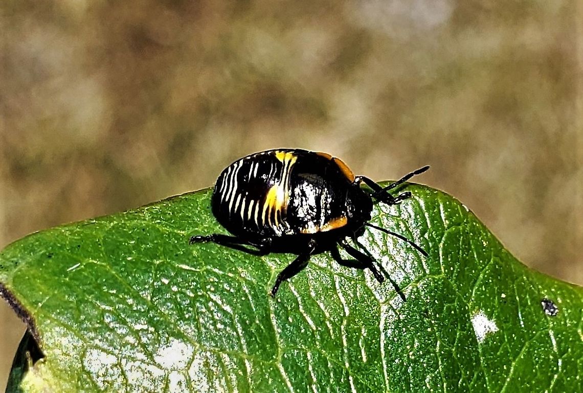 Green Stink Bug Nymph This is a picture of a Green Stink Bug Nymph on the North Tract of the Patuxent Research Refuge near Fort Meade, Maryland. Chinavia hilaris,Geotagged,Green Stink Bug,Green stink bug,Maryland,Patuxent Research Refuge,Summer,United States