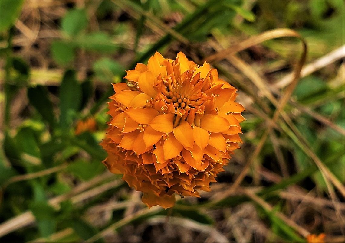 Orange Milkwort This is a picture of Orange Milkwort on the North Tract of the Patuxent Research Refuge near Fort Meade, Maryland. Anne Arundel County,Fall,Geotagged,Maryland,Orange Milkwort,Patuxent Research Refuge,Polygala lutea,United States