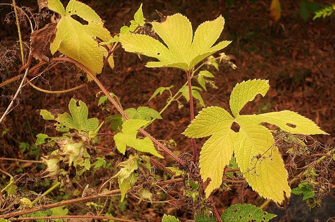 Japanese Hops At North Tract This is a picture of Japanese Hops on the North Tract of the Patuxent Research Refuge near Fort Meade, Maryland. Anne Arundel County,Fall,Geotagged,Humulus japonicus,Maryland,Patuxent Research Refuge,United States