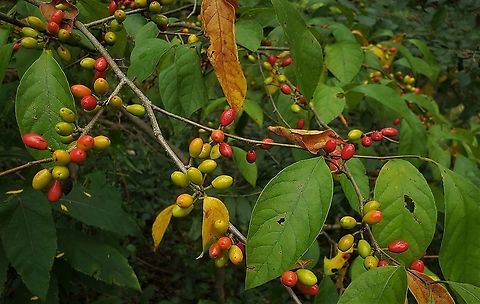 Spicebush Berries At North Tract This is a picture of Spicebush Berries on the North Tract of the Patuxent Research Refuge near Fort Meade, Maryland. Anne Arundel County,Common spicebush,Geotagged,Lindera benzoin,Maryland,Patuxent Research Refuge,Summer,United States