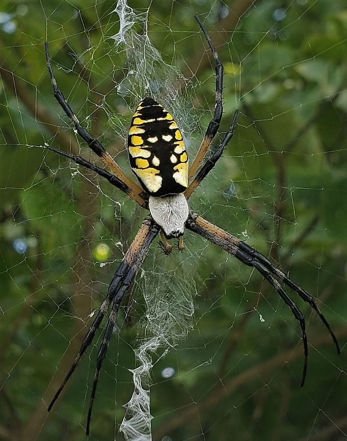 Yellow Garden Spider At North Tract This is a picture of a Yellow Garden Spider on the North Tract of the Patuxent Research Refuge near Fort Meade, Maryland. Anne Arundel County,Argiope aurantia,Geotagged,Maryland,Patuxent Research Refuge,Summer,United States,Yellow Garden Spider