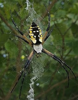 Yellow Garden Spider At North Tract This is a picture of a Yellow Garden Spider on the North Tract of the Patuxent Research Refuge near Fort Meade, Maryland. Anne Arundel County,Argiope aurantia,Geotagged,Maryland,Patuxent Research Refuge,Summer,United States,Yellow Garden Spider