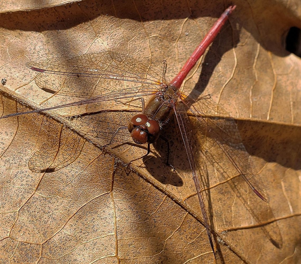Autumn Meadowhawk At North Tract This is a picture of an Autumn Meadowhawk on the North Tract of the Patuxent Research Refuge near Fort Meade, Maryland. Anne Arundel County,Fall,Geotagged,Maryland,Patuxent Research Refuge,Sympetrum vicinum,United States,Yellow-legged meadowhawk