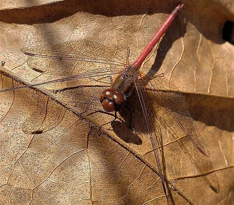 Autumn Meadowhawk At North Tract This is a picture of an Autumn Meadowhawk on the North Tract of the Patuxent Research Refuge near Fort Meade, Maryland. Anne Arundel County,Fall,Geotagged,Maryland,Patuxent Research Refuge,Sympetrum vicinum,United States,Yellow-legged meadowhawk