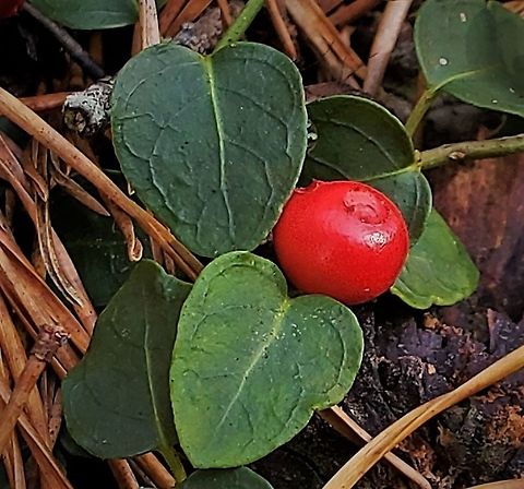 Partridgeberry at North Tract This is a picture of Partridgeberry on the North Tract of the Patuxent Research Refuge near Fort Meade, Maryland. Anne Arundel County,Fall,Geotagged,Maryland,Mitchella repens,Partridge berry,Patuxent Research Refuge,United States