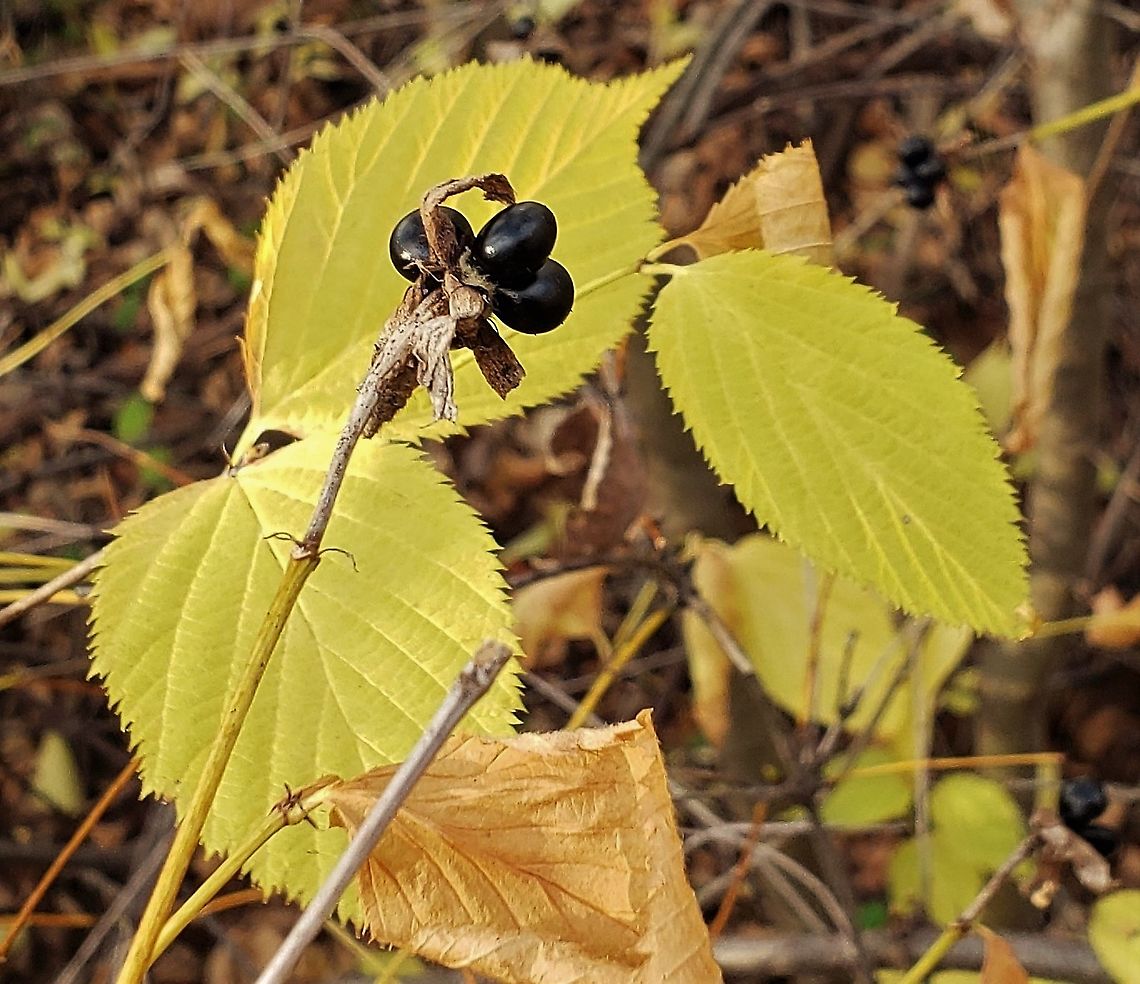 Jetbead Foliage & Berries This is a picture of Jetbead on the North Tract of the Patuxent Research Refuge near  Fort Meade, Maryland. Anne Arundel County,Fall,Geotagged,Maryland,Patuxent Research Refuge,Rhodotypos,Rhodotypos scandens,United States