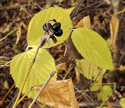 Jetbead Foliage & Berries This is a picture of Jetbead on the North Tract of the Patuxent Research Refuge near  Fort Meade, Maryland. Anne Arundel County,Fall,Geotagged,Maryland,Patuxent Research Refuge,Rhodotypos,Rhodotypos scandens,United States