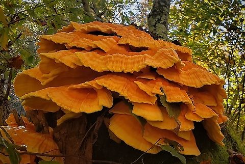 Sulphur Shelf At North Tract This is a picture of Sulphur Shelf on the North Tract of the Patuxent Research Refuge near Fort Meade, Maryland. Anne Arundel County,Fall,Geotagged,Laetiporus sulphureus,Maryland,Patuxent Research Refuge,United States