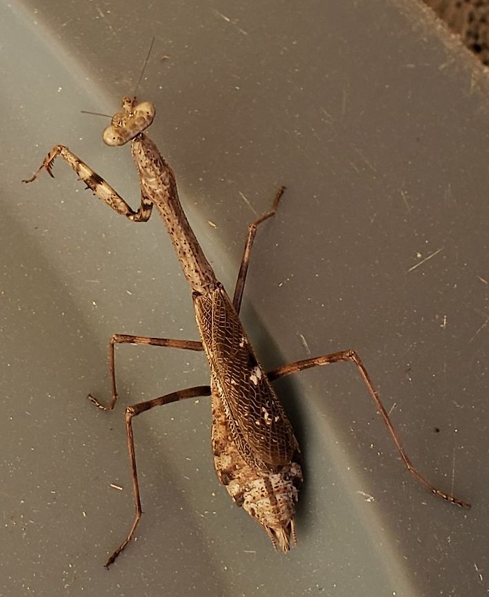 Carolina Mantis At South Tract This is a picture of a Carolina Mantis on the South Tract of the Patuxent Research Refuge near Fort Meade, Maryland. Carolina Mantis,Fall,Geotagged,Maryland,Patuxent Research Refuge,Prince George's County,Stagmomantis carolina,United States